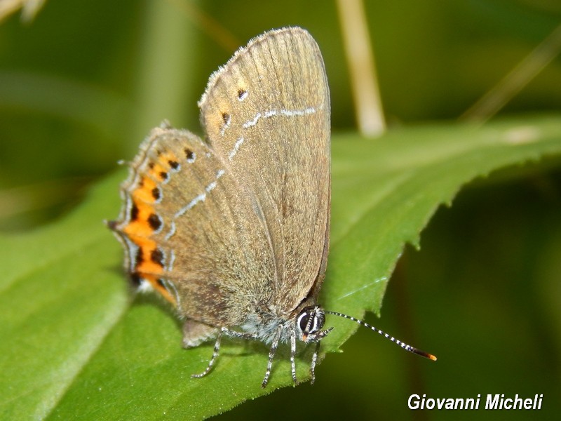 Alla ricerca del Satyrium pruni